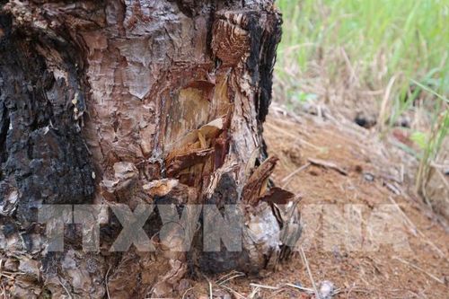 Lâm Đồng: Điều tra, xử lý nghiêm hành vi phá rừng tại tiểu khu 614