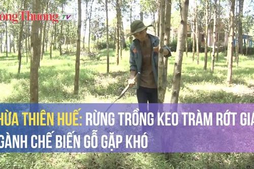 Thừa Thiên Huế: Rừng trồng keo tràm rớt giá, ngành chế biến gỗ gặp khó