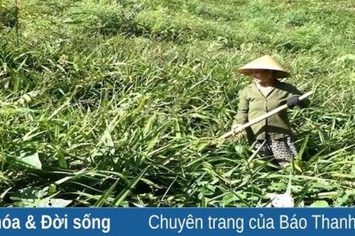 Trồng cây hương bài - hướng đi mới cho người dân xã Tân Bình