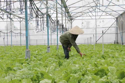Nông nghiệp Đồng Nai cạnh tranh bằng công nghệ cao