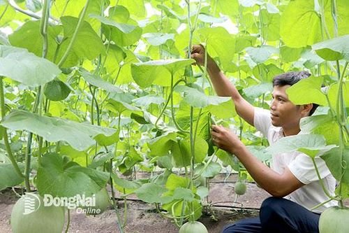 Hình thành nhiều vùng nông nghiệp công nghệ cao
