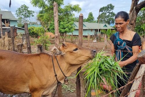 Phụ nữ Chư Păh thoát nghèo nhờ đa dạng sinh kế