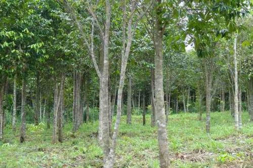 Ông Trần Hòa Nam - Phó Chủ tịch UBND tỉnh Khánh Hòa: Đề nghị tham mưu quy định về mức bồi thường cây dó bầu khi Nhà nước thu hồi đất