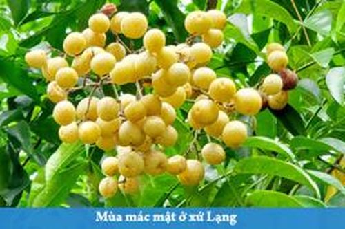 Mùa mác mật ở xứ LạngTin khác