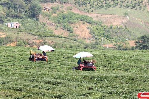Vân Hồ phát triển vùng nguyên liệu gắn với chế biến