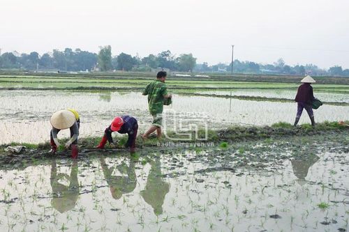 Lúa Nhật trên đồng đất Thái Nguyên