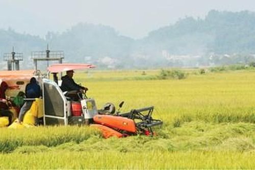 Sản xuất nông nghiệp liên kết theo chuỗi giá trị: Không còn lo 'được mùa – mất giá'