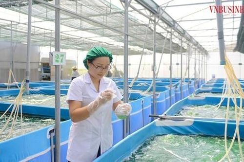Mạo hiểm với con đường ít người dám đi, một HTX ở Ninh Bình thành công với giống tảo xoắn Spirulina