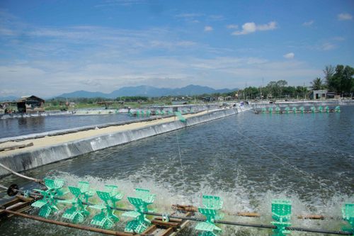 Ngành tôm gặp khó, lợi nhuận của Sao Ta giảm 34% trong quý 2