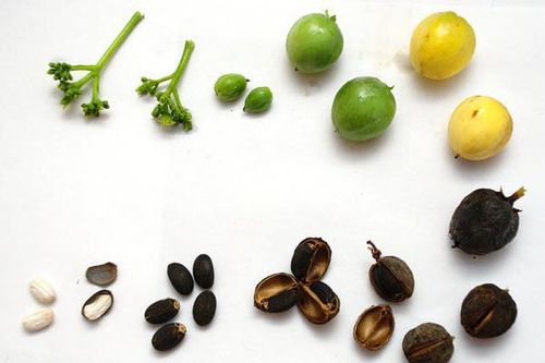 Từ vụ 3 trẻ ở Ninh Thuận ngộ độc cấp do ăn hạt cây dầu mè, cha mẹ cần phòng tránh ngộ độc cho trẻ khi nghỉ hè