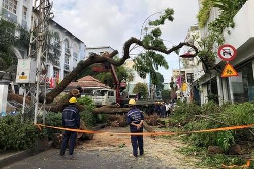 TPHCM: Hiểm họa cây xanh gãy, ngã trong mùa mưa bão
