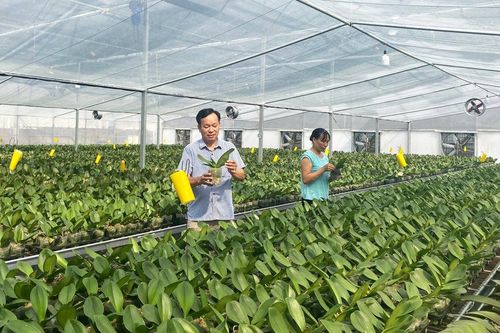 Phát triển nông nghiệp gắn với quy hoạch đô thị