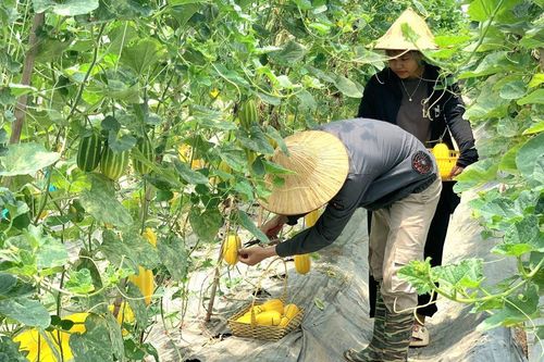 Gia Lâm phát triển trồng trọt theo mô hình VietGAP