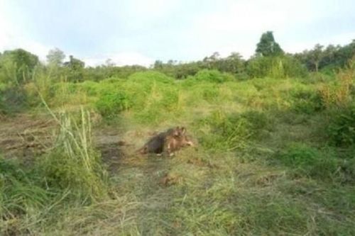 Phát hiện cá thể voi chết trong rừng