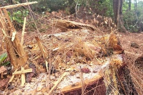 Hà Tĩnh: Nghịch lý tỉa thưa rừng phòng hộ giữa cao điểm nắng nóng