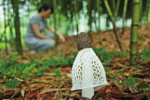 Kỳ lạ 'nữ hoàng nấm' chỉ tồn tại 10 tiếng: Cực quý ở Việt Nam!