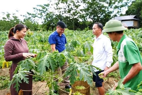 Nông dân đút túi cả triệu đồng mỗi ngày nhờ loại hoa 'thần dược'