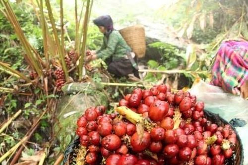Hiệu quả từ phát triển mô hình trồng cây dược liệu quý dưới tán rừng