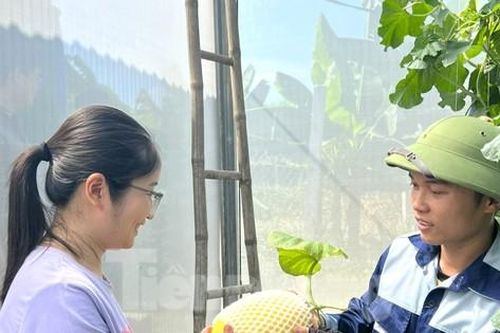 Chàng kỹ sư điện 9x về quê trồng dưa lưới, thành công ngay lần đầu khởi nghiệp