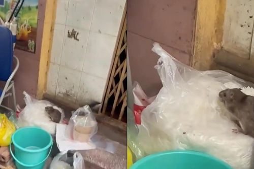 Sự thật video 'chuột bò trên túi bún' ở quán ăn Hà Nội khiến dân mạng kinh hãi