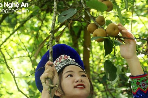 Xã vùng cao Kỳ Sơn vào mùa thu hoạch lê rừng