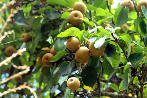 Bản người Mông Nghệ An được mùa lê rừng