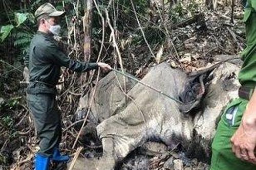 Xác minh nguyên nhân voi 'khổng lồ' chết ở khu vực rừng Hà Tĩnh