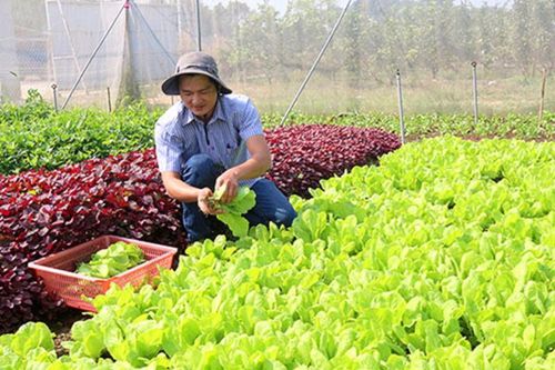 Người tiêu dùng vẫn thiếu niềm tin với rau an toàn