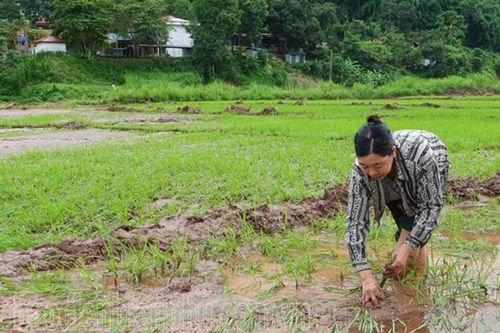 Các địa phương khẩn trương khắc phục thiệt hại do mưa lũ