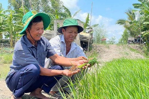 Tiếp tục đẩy mạnh phát triển ngành hàng lúa gạo theo chiều sâu