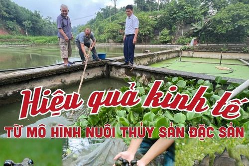 Hiệu quả kinh tế từ mô hình nuôi thủy đặc sản