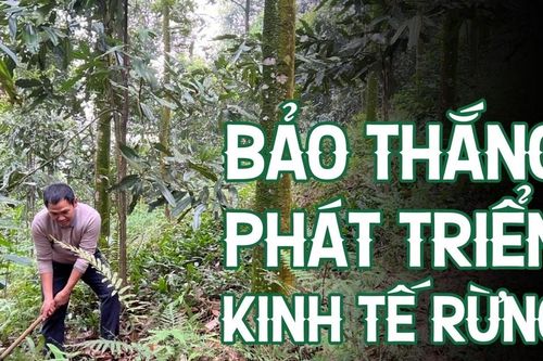 Bảo Thắng phát triển kinh tế rừng