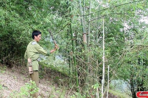 'Bức kè xanh' ở Suối Mõ