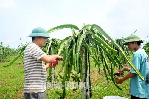 Trái ngọt trên đất cằn