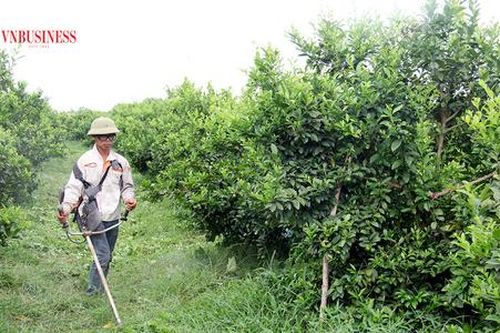 Nông dân hái 'trái ngọt' từ cây ăn quả VietGAP