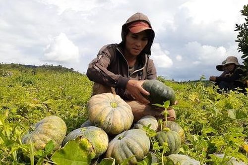 Người dân Cầu Ngang vươn lên thoát nghèo từ những mô hình kinh tế hợp tác hiệu quả