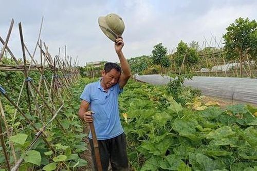 HTX làm nông nghiệp hữu cơ có hóa giải được thách thức?