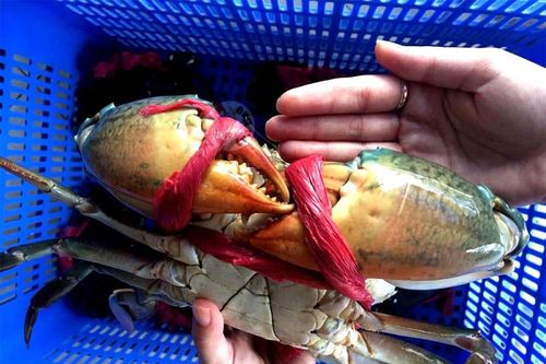 Mẹo chọn cua biển ngon mà người làm nội trợ cần biết