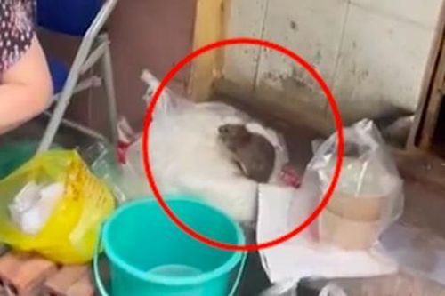Kinh hoàng hình ảnh chuột cống 'ngồi' chễm chệ trên túi bún ở Hà Nội đang gây xôn xao