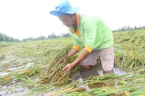 Nông dân Hậu Giang thiệt hại nặng do mưa, bão