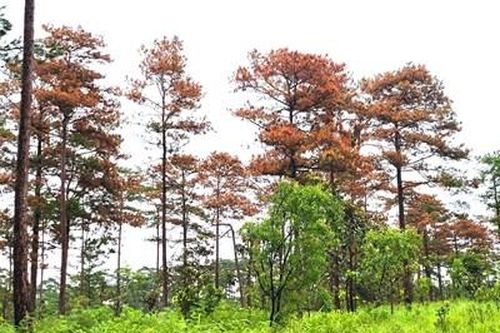 Yêu cầu tạm đình chỉ hai chủ tịch xã vì để xảy ra phá rừng tại Lâm Đồng