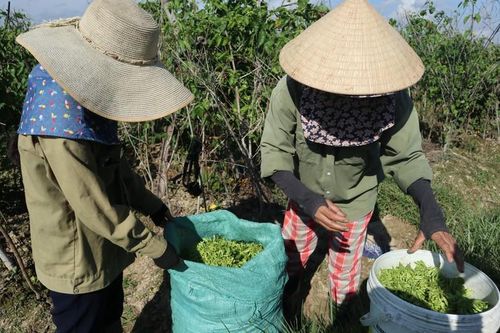 Trồng hoa thiên lý vặt bán đắt tiền, dân Nghệ An khá giả