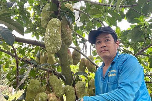 Vườn mít lạ của 2 anh em ở miền Tây: Siêu trái, thơm nức mùi sầu riêng