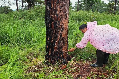 Vụ rừng thông bị đầu độc ở Lâm Đồng: Yêu cầu tạm đình chỉ công tác 2 chủ tịch xã