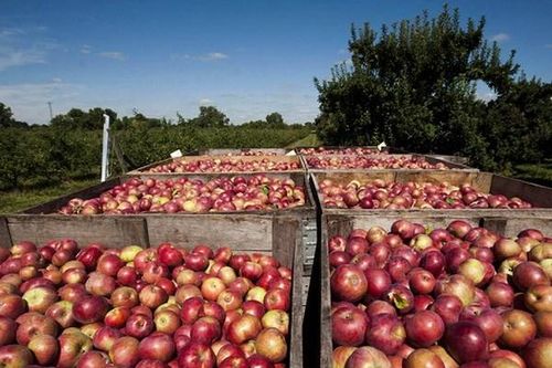 EU gỡ bỏ toàn bộ thuế, hạn ngạch đối với nông sản nhập khẩu từ Moldova