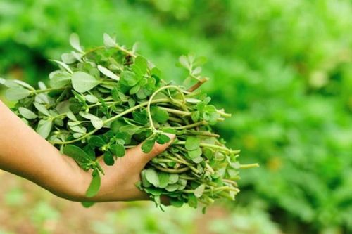 Loại rau dân giã của mùa hè nhưng quý như 'thuốc bổ'