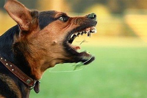 Nghệ An: Bé gái 5 tuổi ngồi trước nhà bất ngờ bị chó lao vào tấn công