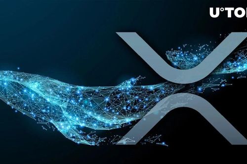 XRP tiếp tục thu hút sự chú ý của nhà đầu tư, cá voi di chuyển 563.571 XRP