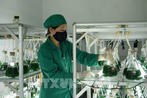 Sản xuất thành công tảo xoắn Spirulina trên quy mô lớn ở miền Trung