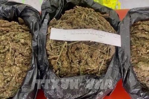 Ngăn thành công vụ vận chuyển 42 kg ma túy vào Bali, Indonesia
